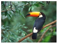 Toco Toucan -  - West Glasgow Grandparents Carers Support Group